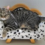 dimalifragis dimalifragis