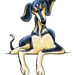 Saluki Saluki