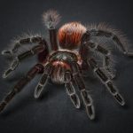 spider